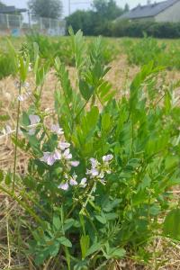 <i>Galega officinalis</i>