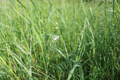<i>Lathyrus pannonicus</i>