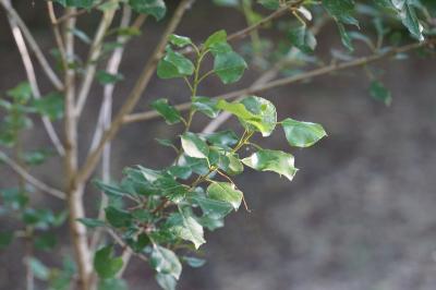 <i>Populus nigra</i>