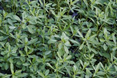 <i>Ludwigia</i>