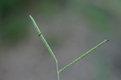 <i>Paspalum distichum</i>