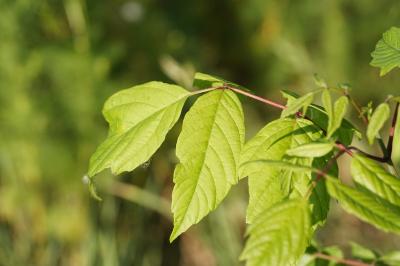 <i>Acer negundo</i>