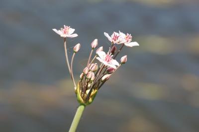 <i>Butomus umbellatus</i>