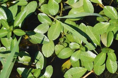 <i>Ludwigia</i>