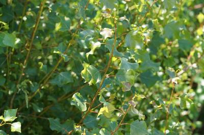 <i>Populus nigra</i>