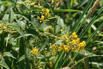 <i>Lysimachia vulgaris</i>