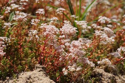 <i>Sedum album</i>
