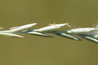 <i>Elytrigia</i>