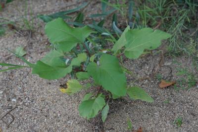 <i>Xanthium orientale</i>