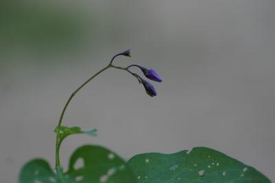 <i>Solanum dulcamara</i>
