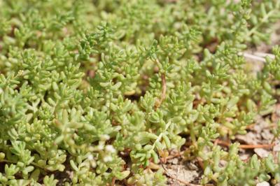 <i>Sedum album</i>