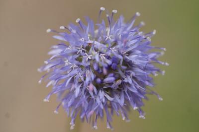 <i>Jasione montana</i>