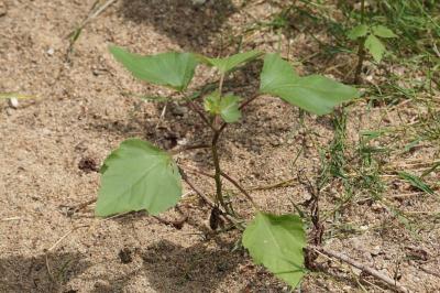 <i>Xanthium orientale</i>