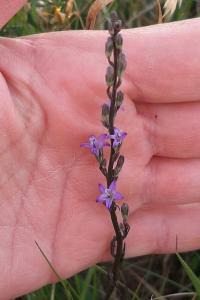 <i>Campanula rapunculus</i>