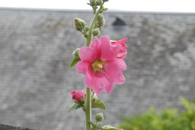 <i>Alcea rosea</i>