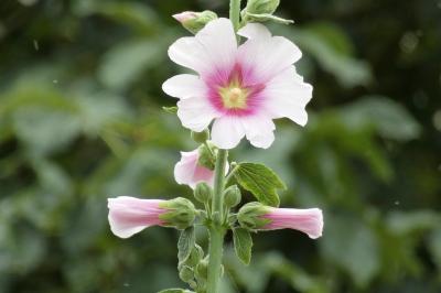 <i>Alcea rosea</i>