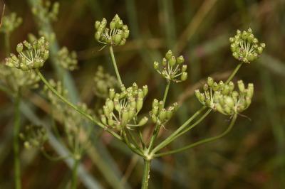 <i>Dichoropetalum carvifolia</i>