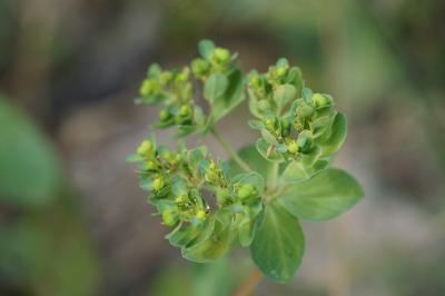 <i>Euphorbia helioscopia</i>