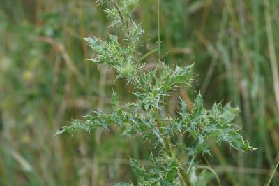 <i>Cirsium arvense</i>