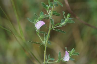 <i>Ononis spinosa</i>