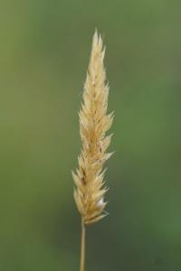 <i>Anthoxanthum odoratum</i>