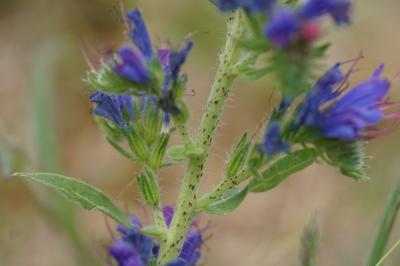 <i>Echium vulgare</i>
