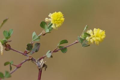 <i>Trifolium campestre</i>