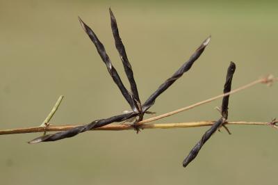 <i>Vicia sativa</i>