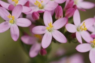 <i>Centaurium erythraea</i>