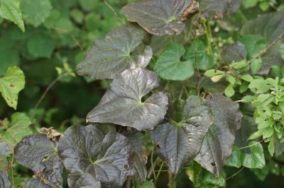 <i>Dioscorea communis</i>