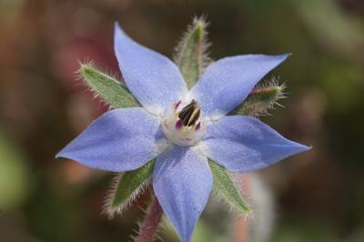 <i>Borago officinalis</i>