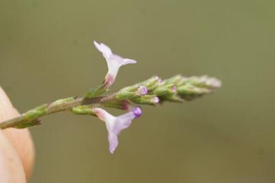 <i>Verbena officinalis</i>