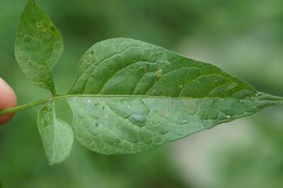 <i>Solanum dulcamara</i>