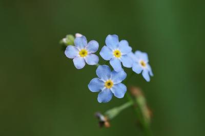 <i>Myosotis scorpioides</i>