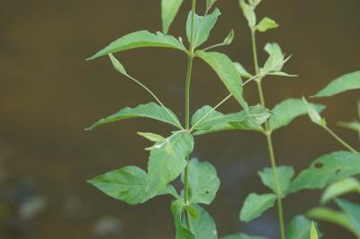 <i>Lysimachia vulgaris</i>