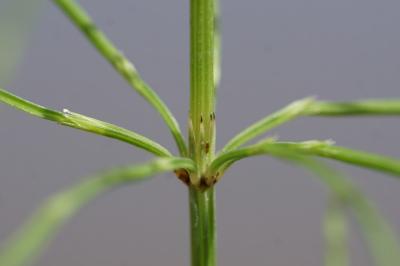 <i>Equisetum arvense</i>