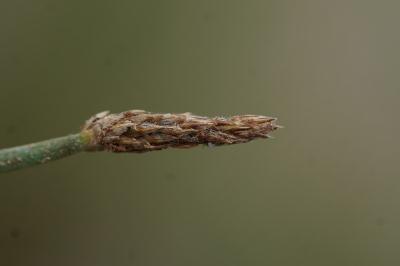 <i>Eleocharis palustris</i>