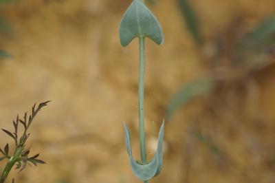 <i>Blackstonia perfoliata</i>