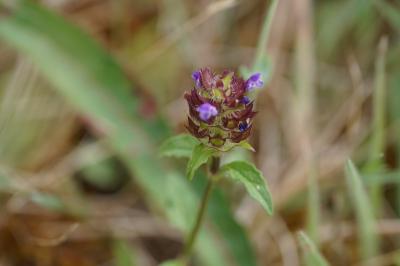 <i>Prunella vulgaris</i>
