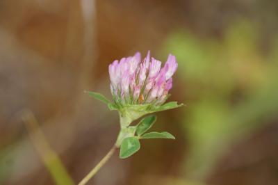 <i>Trifolium pratense</i>