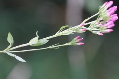 <i>Centaurium erythraea</i>