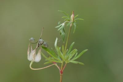 <i>Geranium columbinum</i>
