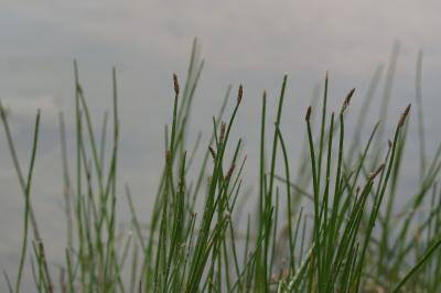 <i>Eleocharis palustris</i>