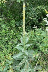 <i>Verbascum densiflorum</i>