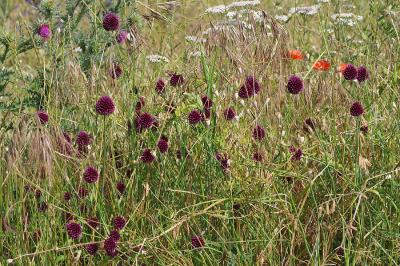 <i>Allium sphaerocephalon</i>