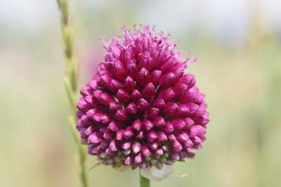 <i>Allium sphaerocephalon</i>