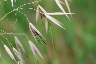 <i>Avena fatua</i>