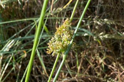 <i>Juncus effusus</i>