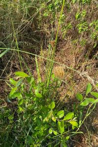 <i>Juncus effusus</i>