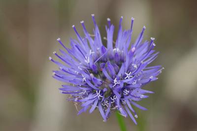 <i>Jasione montana</i>